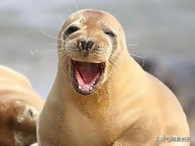 是绽放在脸上最灿烂的光芒是友善,是关爱,是温情微笑是世界通用的语言