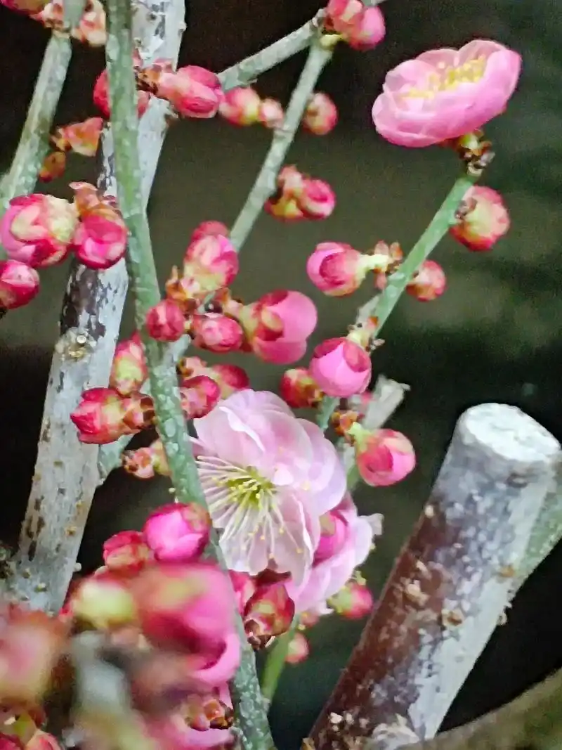 宫粉梅花开了#赏梅 #一枝梅成长历程 - 抖音