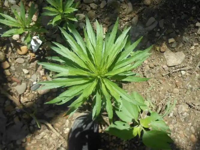 p>山飞蓬为多年生草本.茎直立,不分枝.