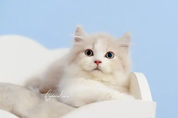 超美的英短乳白长毛弟弟,七叶英短猫舍英国长毛猫摄影