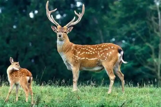 无人机在神农架拍到罕见现象一只梅花鹿在喝水研究员十分欣喜