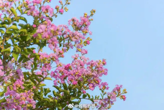 紫薇花盛开浪漫感满格##这组图建议转到相亲相爱一家人群里