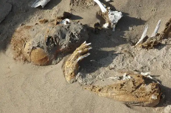 罗布泊九大诡异事件2