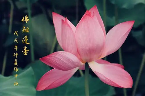 其它 荷之韵           古往今来,多少文人墨客对莲花予以咏颂,讴歌