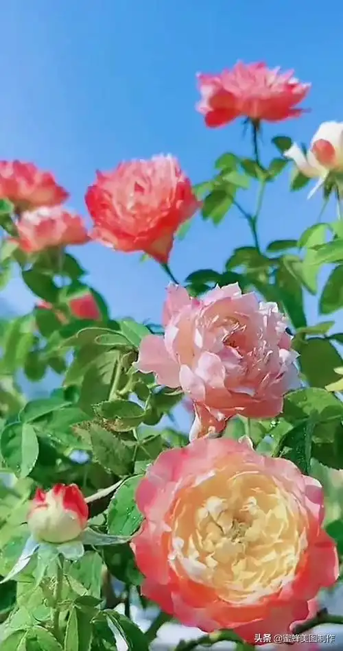 花草图片,一花一世界(花草图片自然风景)