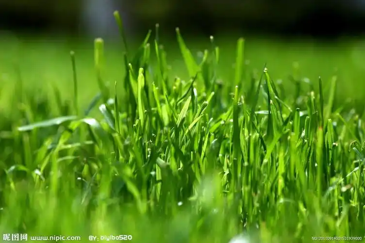 青青小草——唐山路北十幼小三班