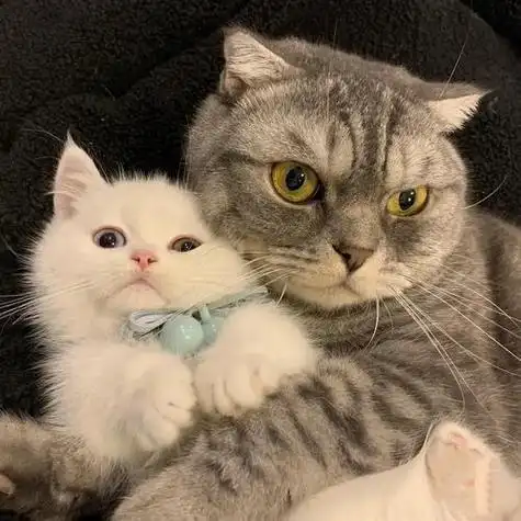 两只猫咪的头像 猫咪头像图片大全 -【爱个性】