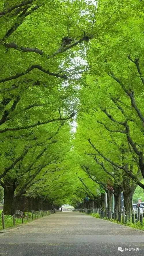 银杏为何被选作理想的绿化行道树