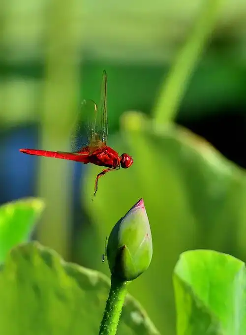 行到中庭数花朵, 蜻蜓飞上玉搔头.