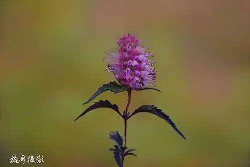 鲁班造锯的植物——海州香薷