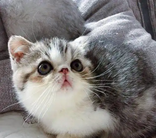 特优价售6只加菲—重庆加菲猫