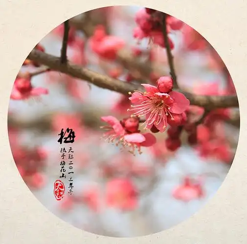 又到梅花盛开的季节,整天忙于工作,带宝宝,竟然都没有时间去赏梅.