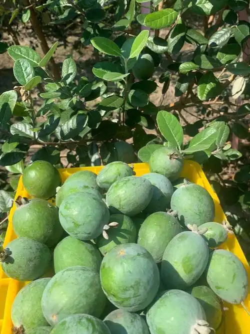成熟的果实会散发出香甜的味道,尝起来有菠萝,苹果和薄荷的混合口感
