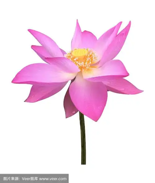 一朵粉红的荷花如此美丽.