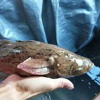 笋壳鱼 人工养殖 1-1.5公斤