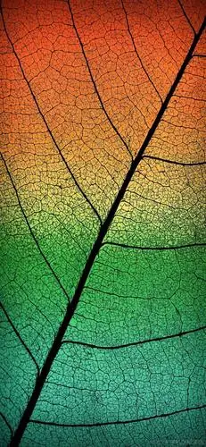 全屏壁纸高清抖音壁纸原图