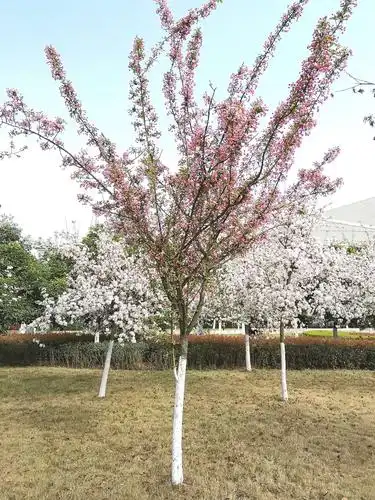 垂丝海棠重锦官