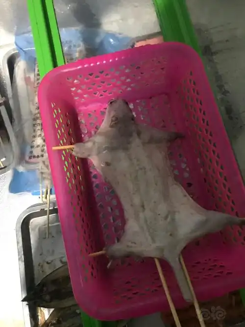 抵受不了烤老鼠的诱惑