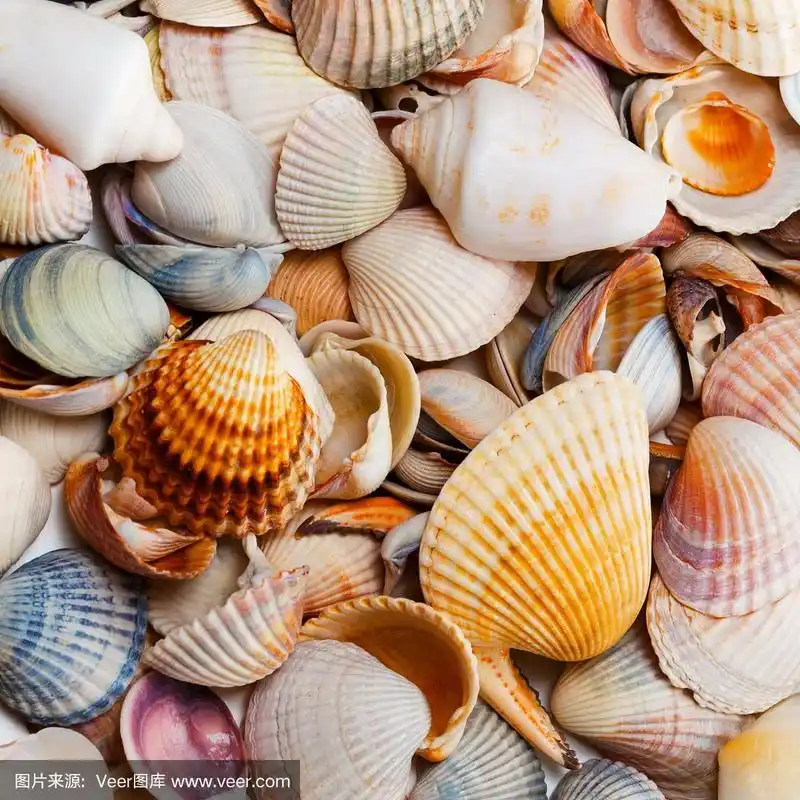 各种各样的贝壳