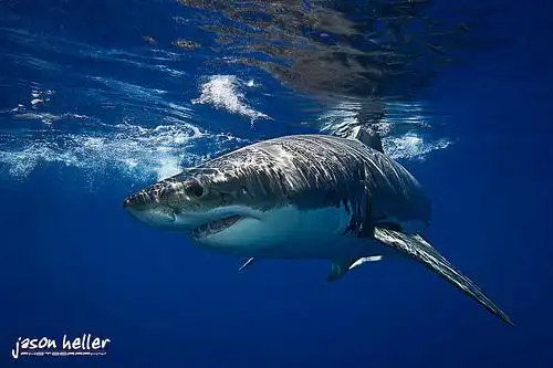 beautiful great white shark | flickr – 相片分享!