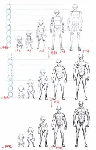 人体比例正常的人体比例是7头身,他的肌肉比例和转折是比较锋利的.