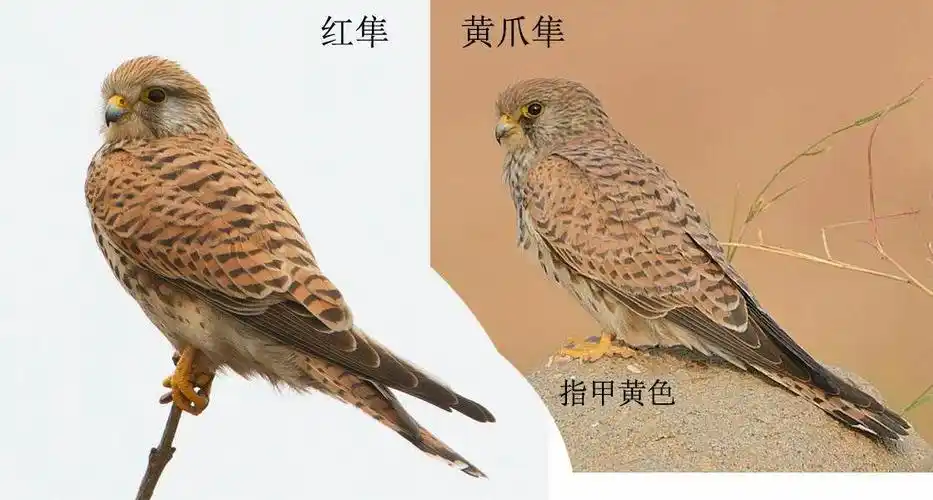 张浩辉授课:红隼2017-12-27