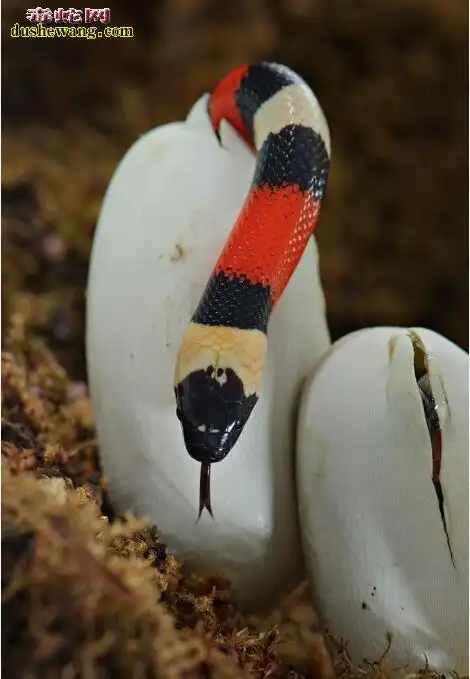 您了解牛奶蛇的形态结构吗