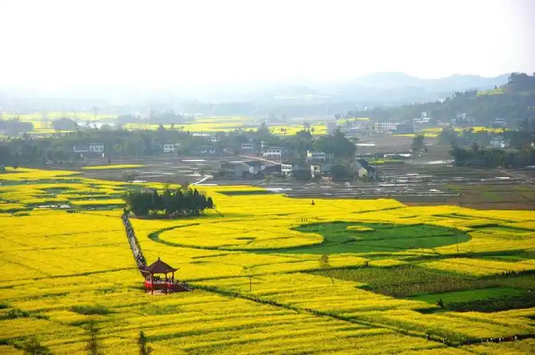 图源:图虫创意-131617855480407797潼南油菜花景区位于重庆潼南区崇龛