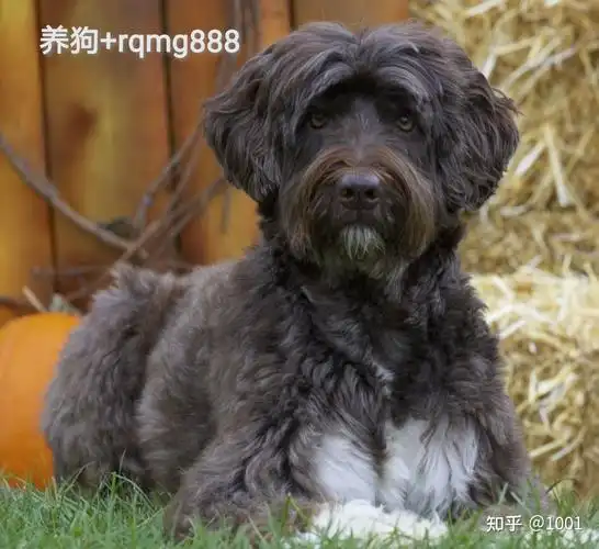 黑俄罗斯梗有哪些与众不同之处