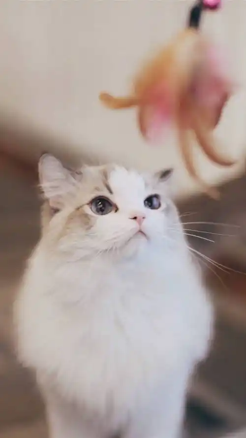 布偶猫,萌萌哒,可爱动物,喵星人,萌宠,手机壁纸猫与逗猫棒