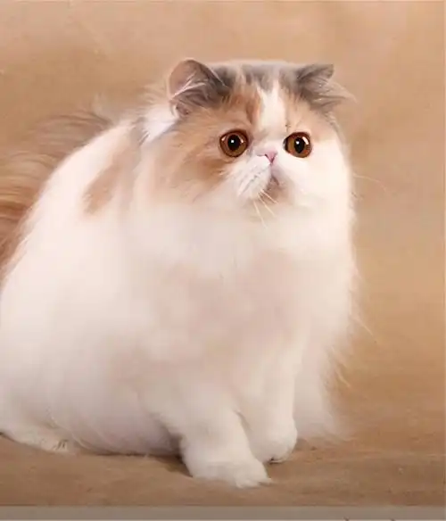 波斯猫软萌可爱,是很多铲屎官的"梦中情猫".