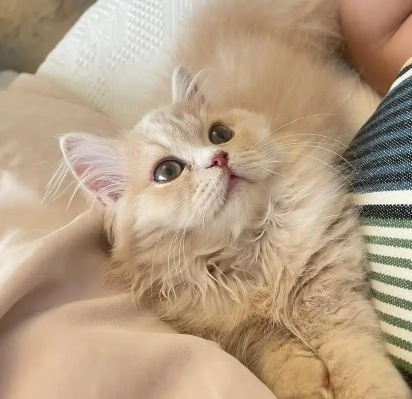 最近的新鲜照片 #萌宠 #小奶猫 #谁还没个小可爱 #可爱 - 抖音