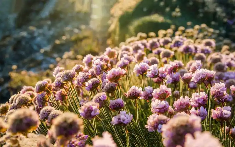 梦幻,春天,自然风光,花海唯美春日花海风景桌面壁纸~~分享一组小清新