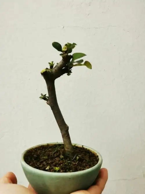 海棠,长寿梅,龙游梅⊙ω