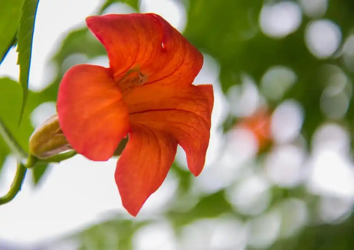 大自然花草风景  那天在与南宋德寿宫一墙之隔方志馆的楼上,看到凌霄