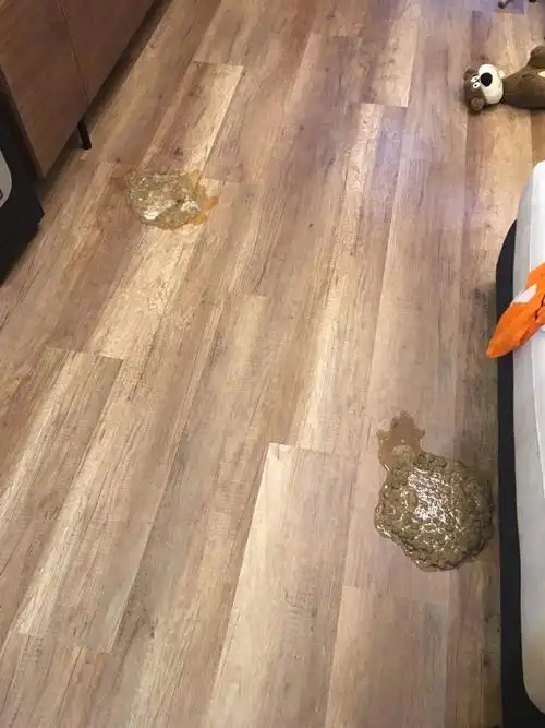 狗狗呕吐黄水的原因找到了!狗狗吐黄水怎么解决?_知识_生活小百科