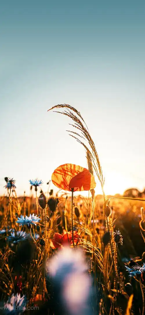 1080p无水印全屏小清新壁纸