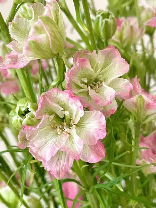 西瓜红千鸟飞燕