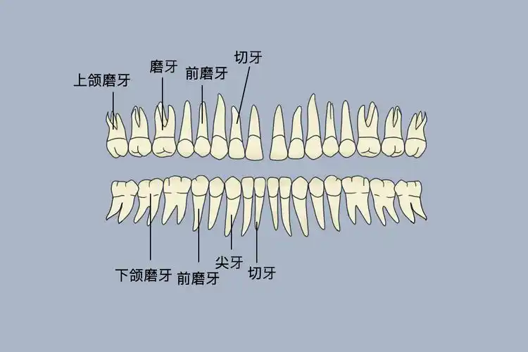 牙齿形态解剖图