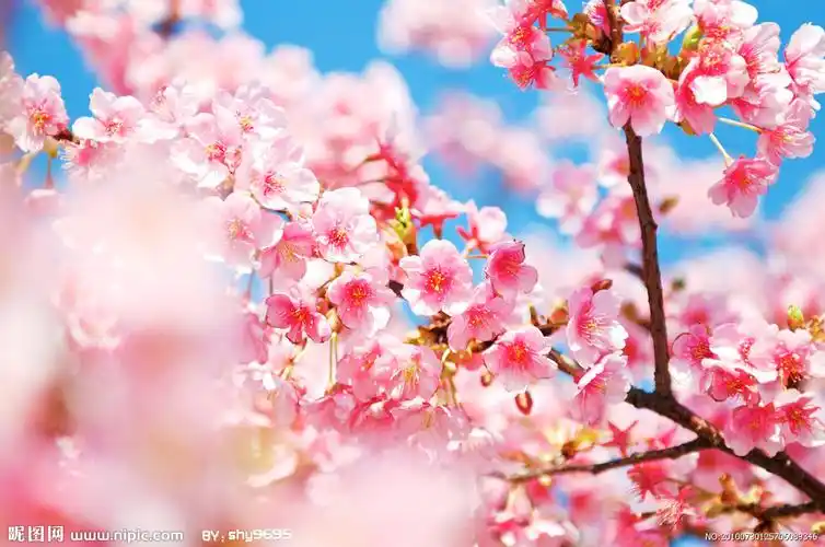 盛开的桃花背景 梦幻背景 淡雅 - 堆糖,美图壁纸兴趣社区