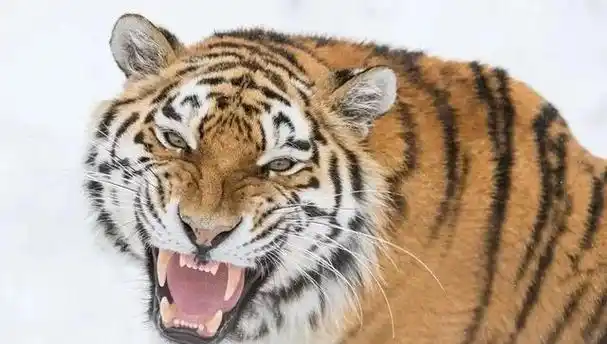 双鸭山市饶河县发现东北虎足迹,中国的东北虎有可能卷土重来吗?|狩猎|