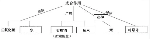 即光合作用的原料是二氧化碳和水,产物是有机物和氧气,条件是光,场所