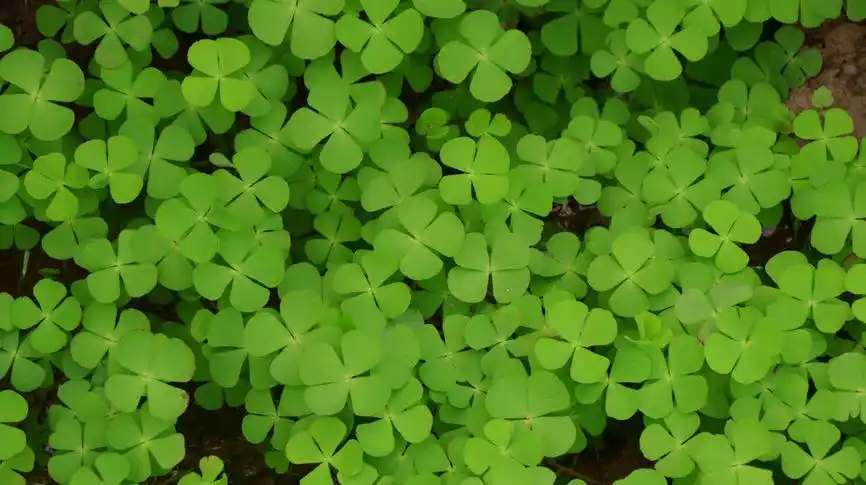 四叶草花语(四叶草的花语是什么)