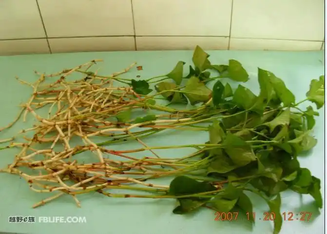 安宝再莫把那个叫茅根了,那个叫鱼腥草!是个好东西!大哥.