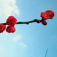 两朵梅花微信头像图片大全【点击鼠标右键下载】