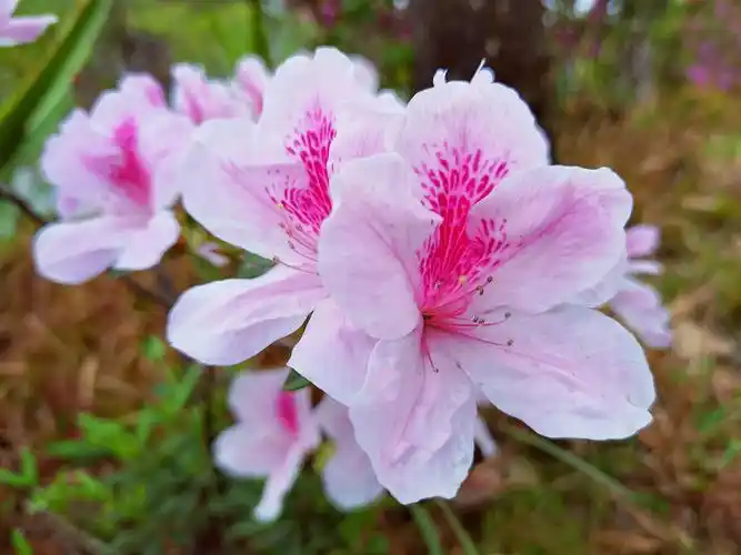 毛杜鹃杜鹃花图片
