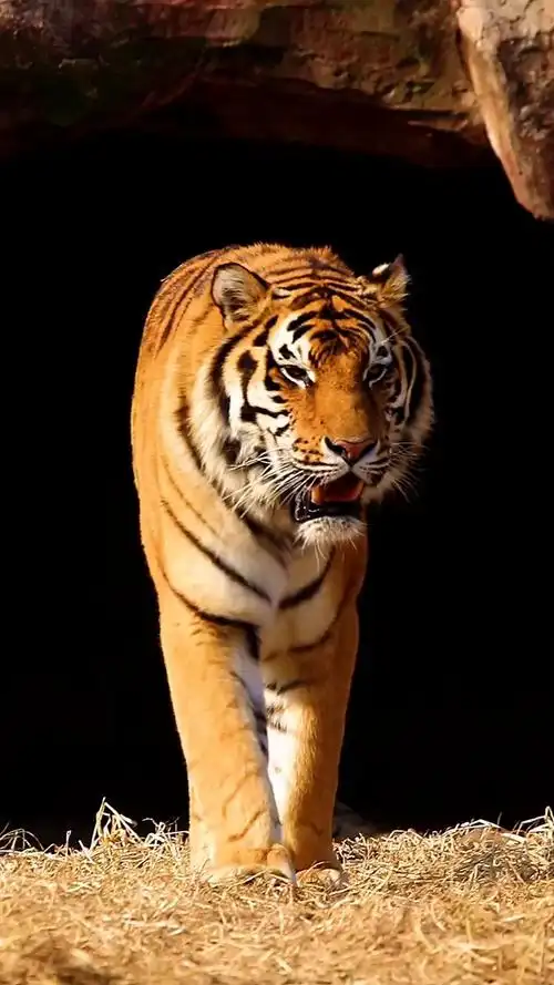 720_1280竖版 竖屏