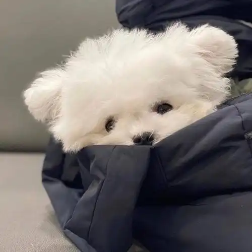 可爱的狗狗卖萌头像,动物头像图片-回车桌面