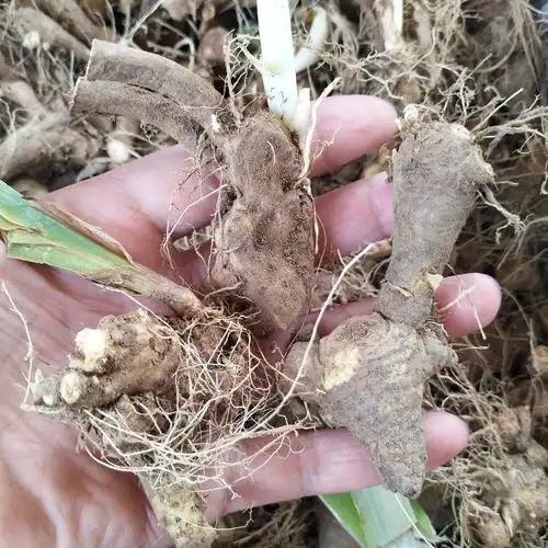 哪里有卖蓝花鸢尾根 鸢尾种球 基地德国鸢尾种根大量供应量大从优