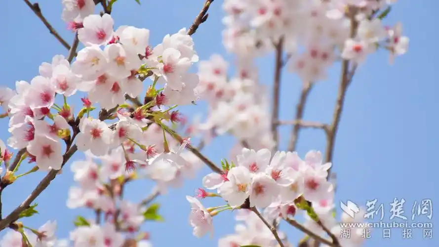 荆楚网>武汉新闻1920_1080